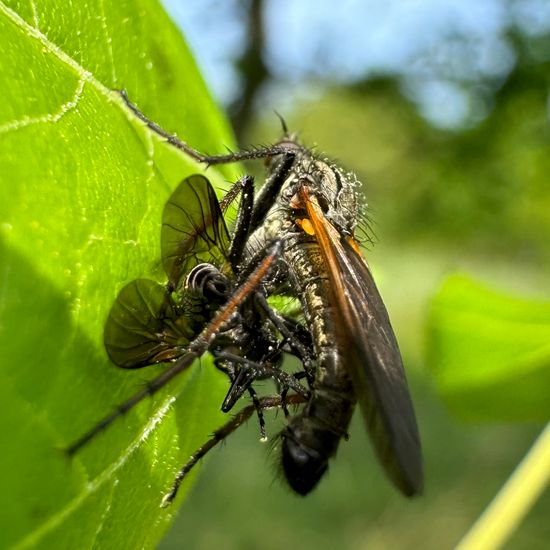 Raubfliegen: Tier im Habitat Grasland und Büsche in der NatureSpots App