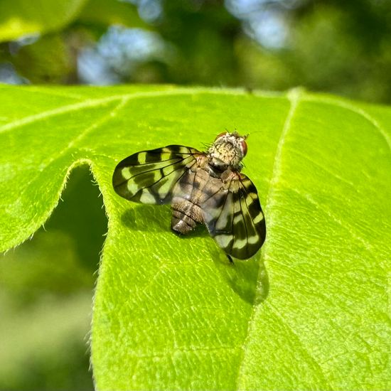 Schmuckfliegen: Tier im Habitat Grasland und Büsche in der NatureSpots App