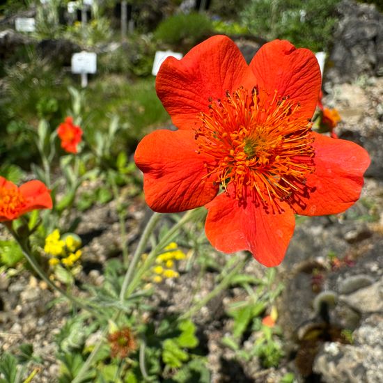 Geum coccineum: Pflanze im Habitat Garten in der NatureSpots App