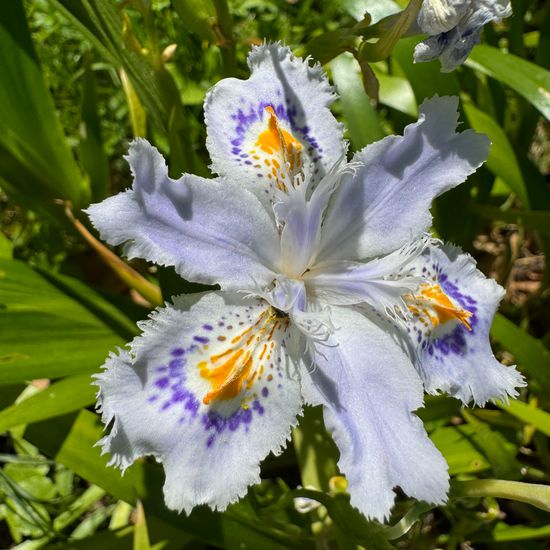 Iris japonica: Pflanze im Habitat Garten in der NatureSpots App
