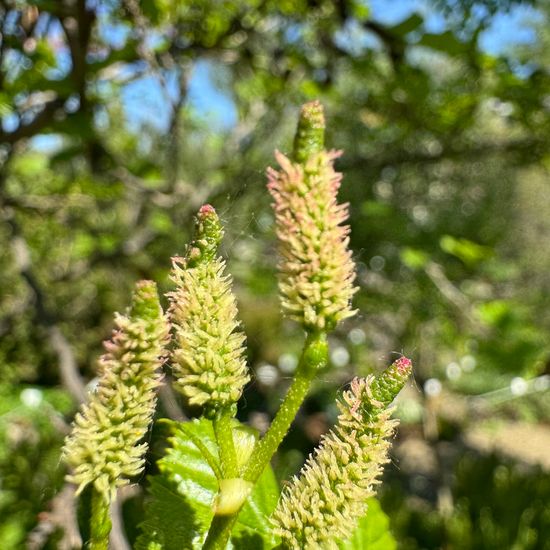 Alnus alnobetula: Plant in habitat Garden in the NatureSpots App