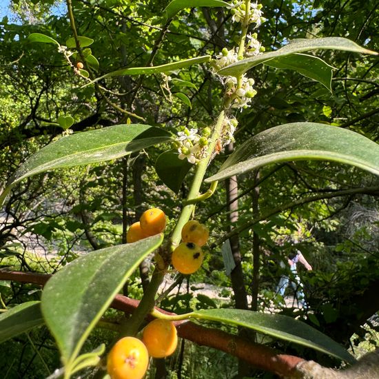 Ilex aquifolium: Plant in habitat Garden in the NatureSpots App