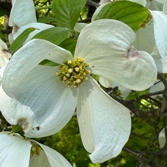 Blüten-Hartriegel: Pflanze im Habitat Garten in der NatureSpots App