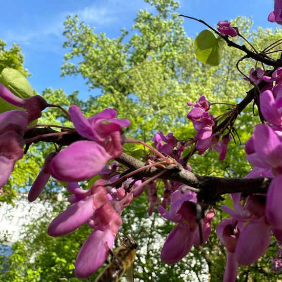 Gewöhnlicher Judasbaum: Pflanze im Habitat Garten in der NatureSpots App
