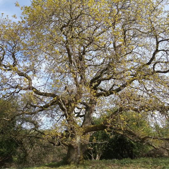 Quercus robur: Plant in habitat Desert in the NatureSpots App