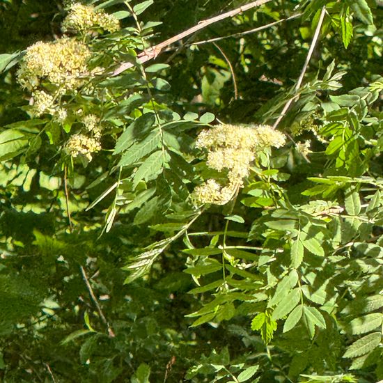 Sorbus aucuparia: Plant in habitat Garden in the NatureSpots App