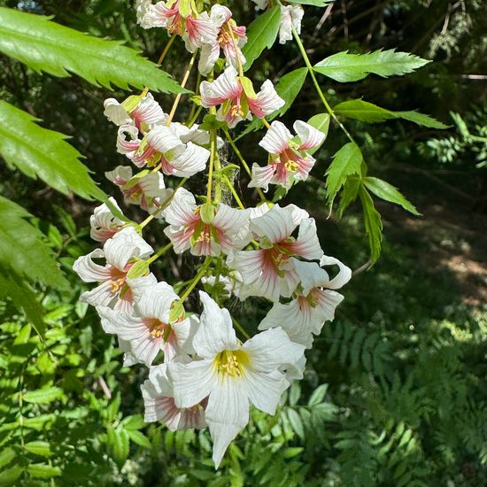 Xanthoceras sorbifolium: Plant in habitat Garden in the NatureSpots App
