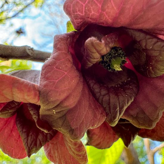 Asimina triloba: Plant in habitat Garden in the NatureSpots App