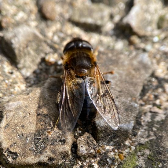 Schwebfliegen: Tier im Habitat Garten in der NatureSpots App