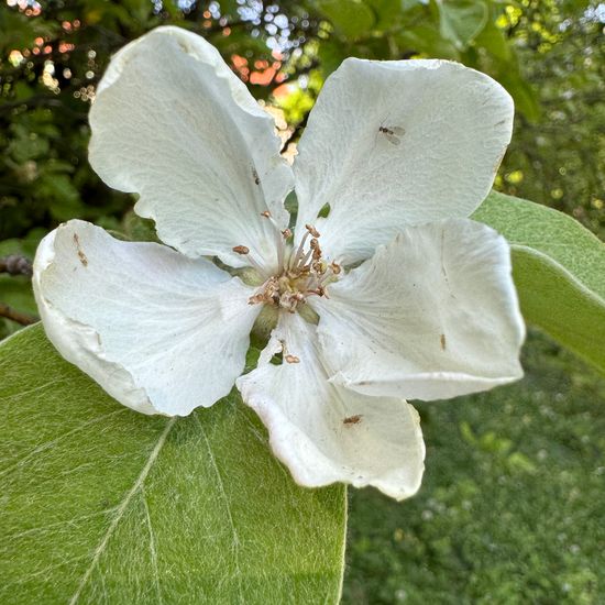 Cydonia oblonga: Plant in habitat Garden in the NatureSpots App