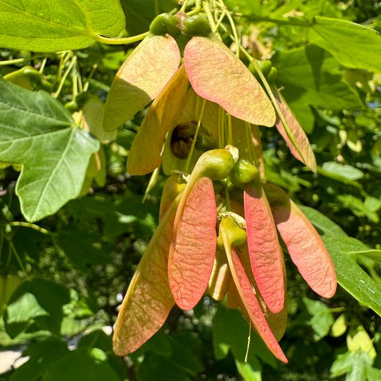 Acer hyrcanum subsp. intermedium: Pflanze im Habitat Park in der NatureSpots App