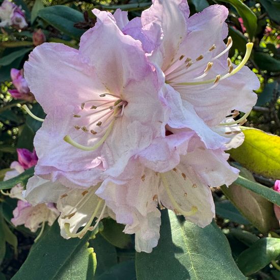 Rhododendron: Plant in habitat Garden in the NatureSpots App