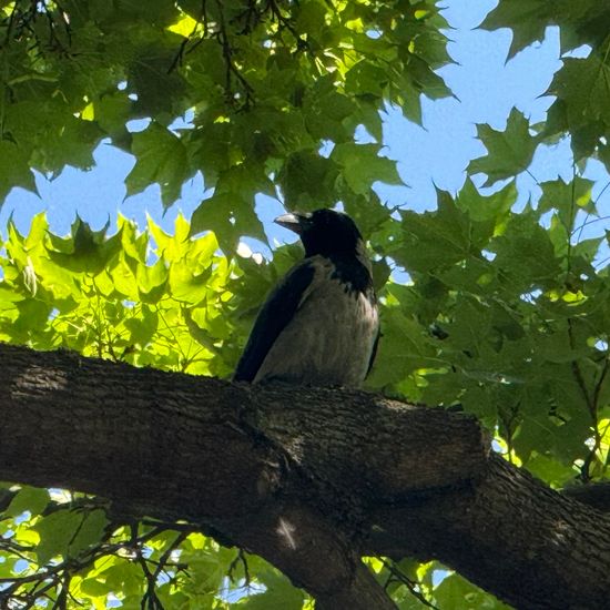 Hooded Crow: Animal in habitat Garden in the NatureSpots App