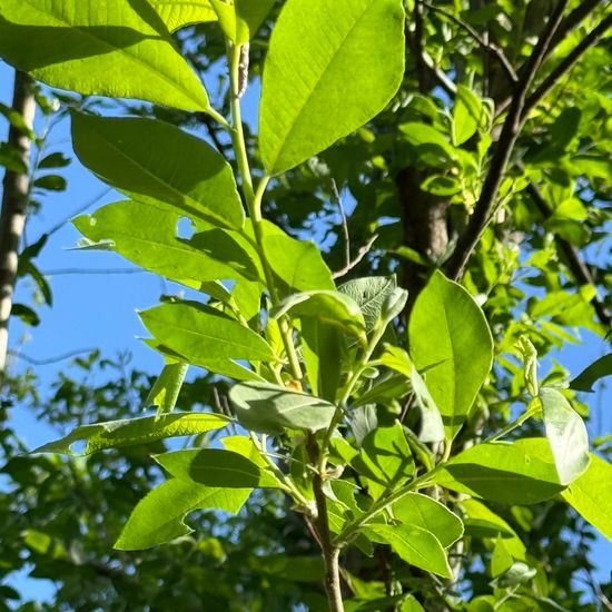 Salix cinerea: Plant in habitat Garden in the NatureSpots App