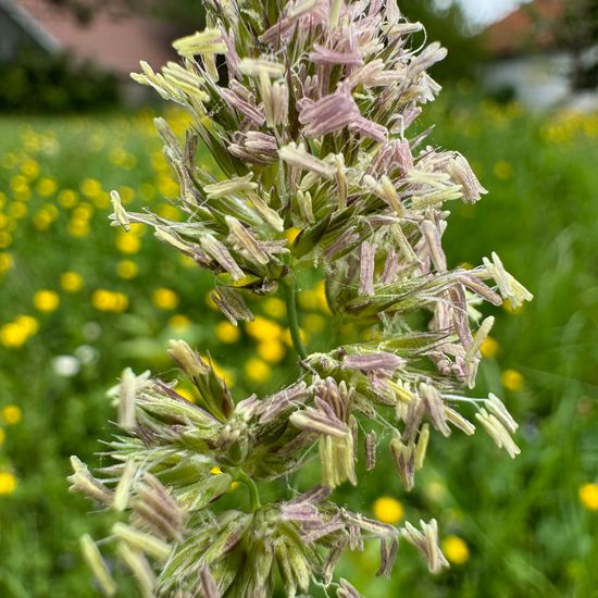 Dactylis glomerata: Plant in habitat Garden in the NatureSpots App