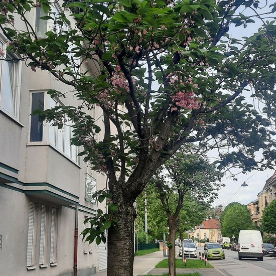 Prunus serrulata: Plant in habitat City and Urban in the NatureSpots App