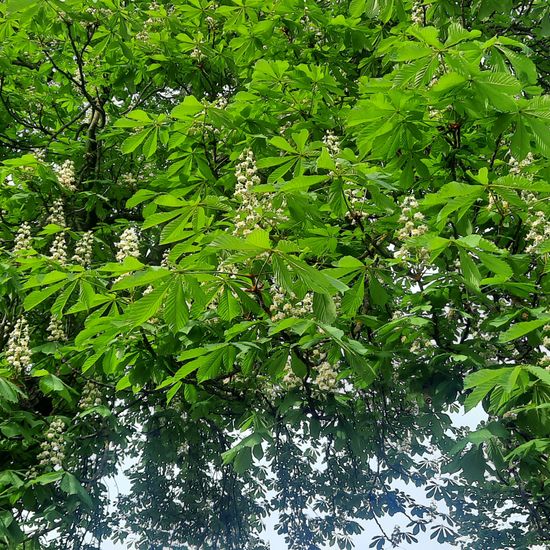 Aesculus hippocastanum: Plant in habitat Park in the NatureSpots App