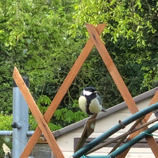 Great Tit: Animal in nature in the NatureSpots App