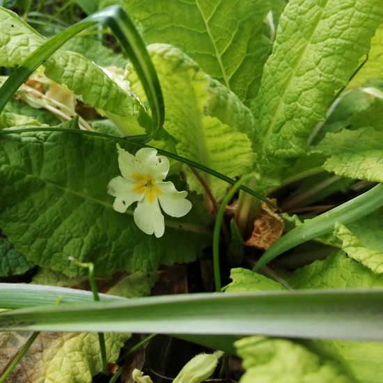 Primula acaulis: Pflanze im Habitat Garten in der NatureSpots App