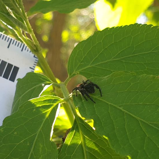 Springspinnen: Tier im Habitat Garten in der NatureSpots App