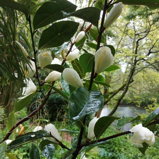 Camellia oleifera: Plant in habitat Garden in the NatureSpots App
