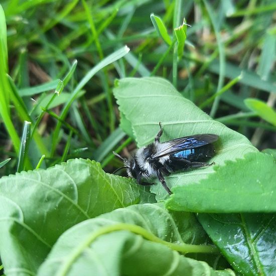 Ashy mining bee: Animal in habitat Garden in the NatureSpots App