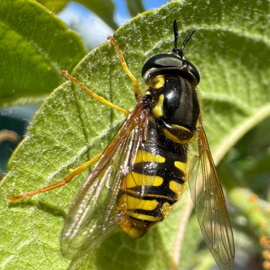 Gemeine Wespenschwebfliege: Tier im Habitat Garten in der NatureSpots App