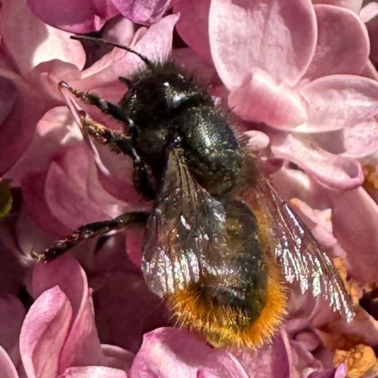 Gehörnte Mauerbiene: Tier im Habitat Garten in der NatureSpots App