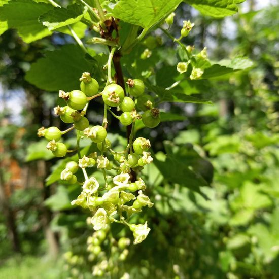 Ribes: Plant in nature in the NatureSpots App