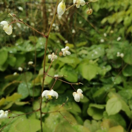 Vancouveria hexandra: Pflanze im Habitat Garten in der NatureSpots App