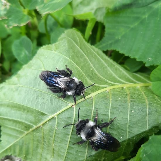 Graue Sandbiene: Tier im Habitat Garten in der NatureSpots App