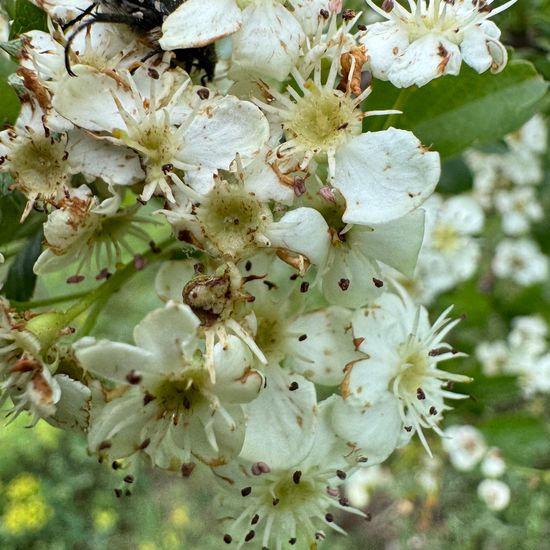 Weißdorne: Pflanze im Habitat Anderes Grasland/Busch-Habitat in der NatureSpots App