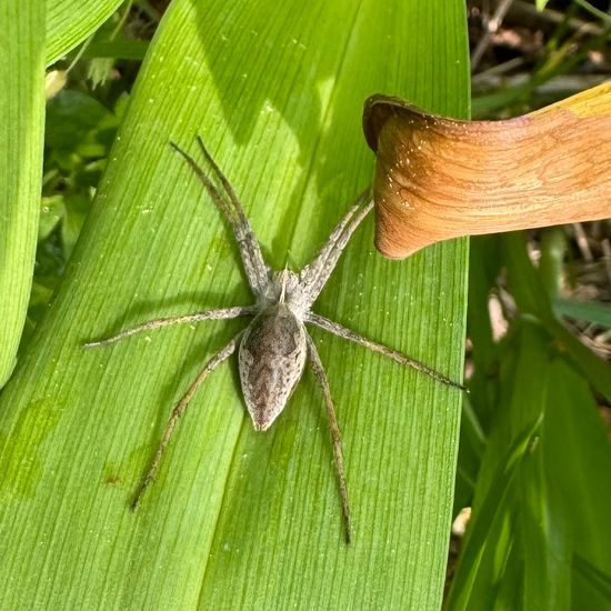 Listspinne: Tier im Habitat Habitat manuell eingeben in der NatureSpots App