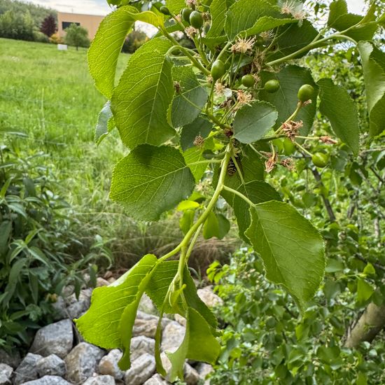 Steinweichsel: Pflanze im Habitat Garten in der NatureSpots App