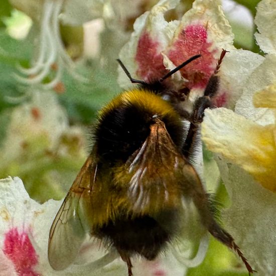 Kuckuckshummeln: Tier im Habitat Ackerrandstreifen in der NatureSpots App