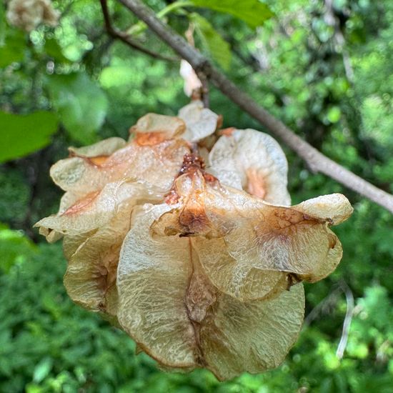 Ulmus minor: Plant in habitat Park in the NatureSpots App