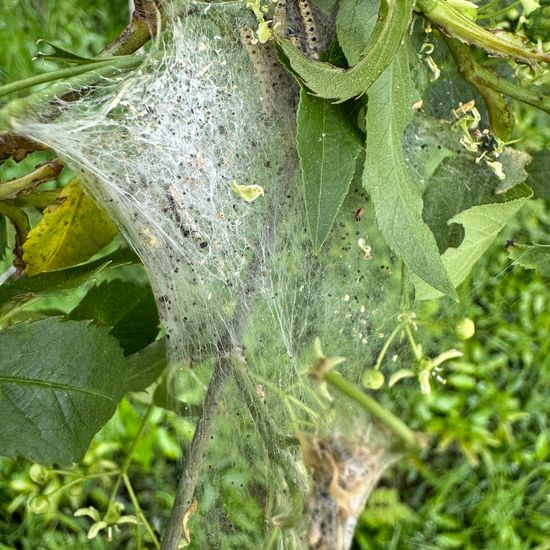 Yponomeuta cognatella: Tier im Habitat Wald der gemäßigten Breiten in der NatureSpots App