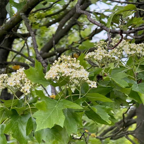 Sorbus torminalis: Plant in habitat Temperate forest in the NatureSpots App