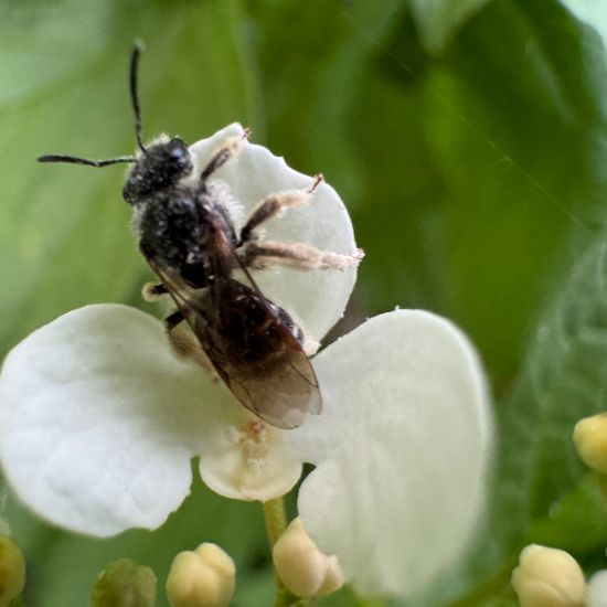 Gewöhnlicher Schneeball: Pflanze im Habitat Garten in der NatureSpots App