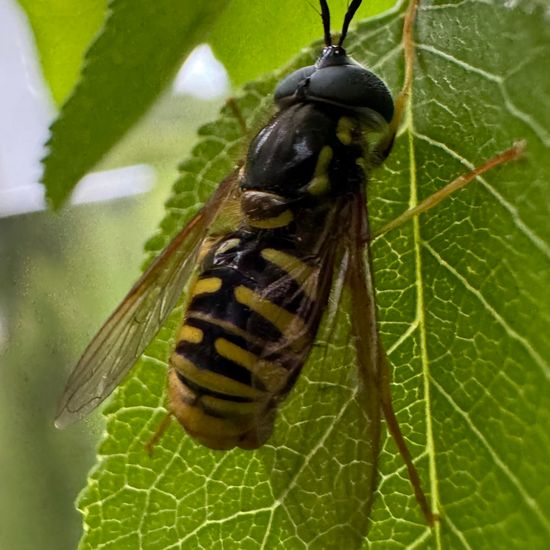 Steinweichsel: Pflanze im Habitat Garten in der NatureSpots App