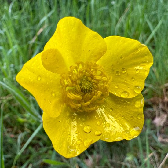 Ranunculus illyricus: Plant in habitat Grassland in the NatureSpots App