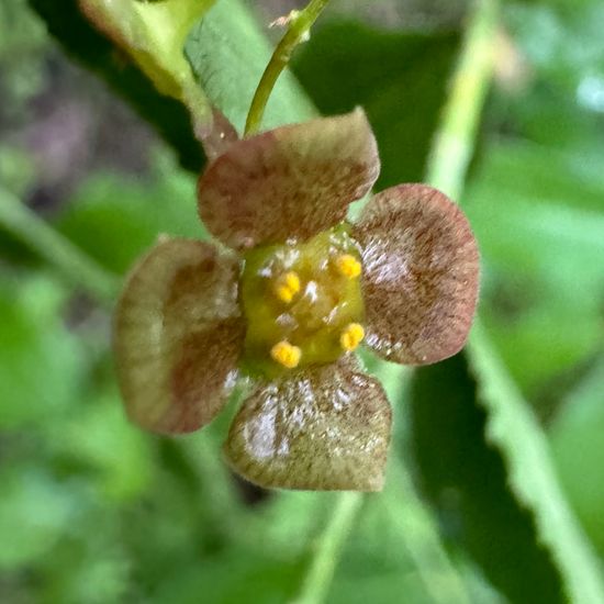 Warzen-Spindelstrauch: Pflanze im Habitat Wald der gemäßigten Breiten in der NatureSpots App