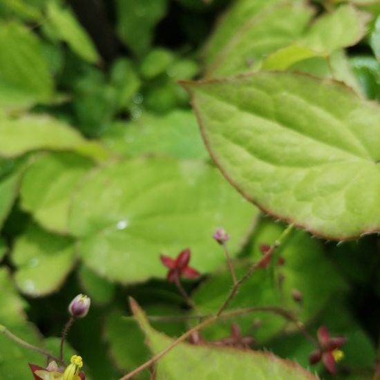Epimedium sagittatum: Pflanze im Habitat Garten in der NatureSpots App