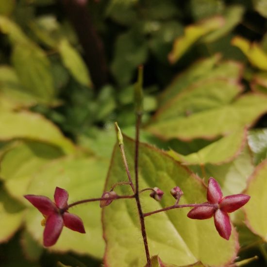 Epimedium alpinum: Plant in habitat Garden in the NatureSpots App