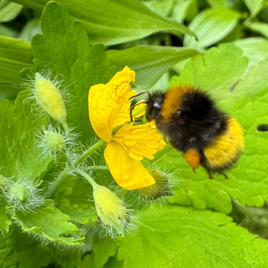 Early bumblebee: Animal in habitat Garden in the NatureSpots App