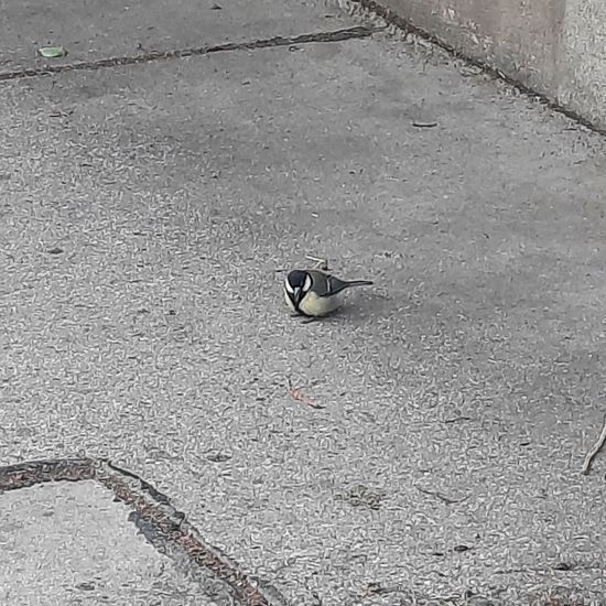 Great Tit: Animal in habitat City and Urban in the NatureSpots App