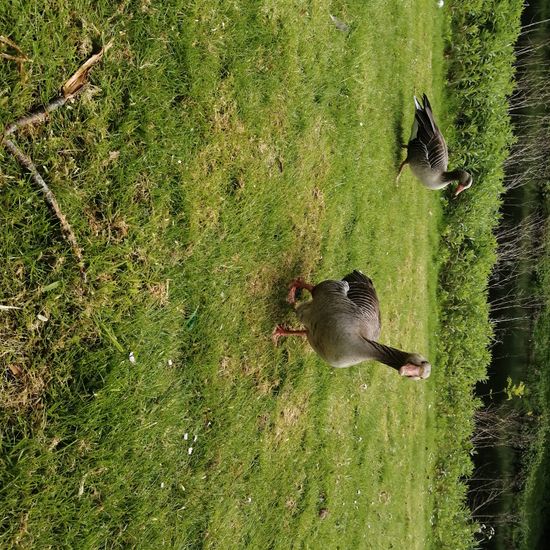 Greater White-fronted Goose: Animal in habitat Freshwater in the NatureSpots App