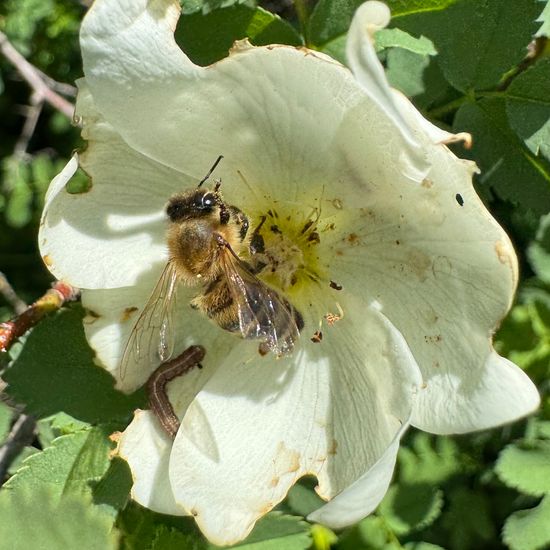 Westliche Honigbiene: Tier im Habitat Naturnahe Wiese in der NatureSpots App