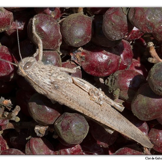 Ägyptische Wanderheuschrecke: Tier im Habitat Park in der NatureSpots App