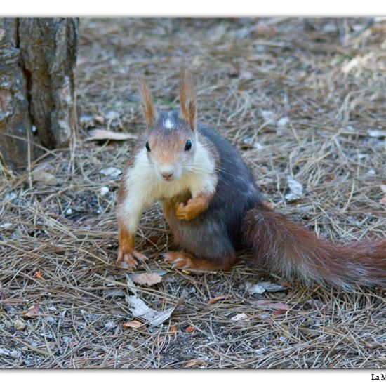 Red squirrel: Animal in habitat Mediterranean forest in the NatureSpots App